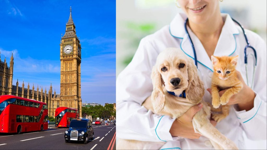 What Not to Do When Buying Pet Insurance in the UK